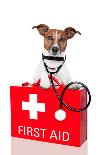 First Aid Dog-Javier Brosch-Photographic Print