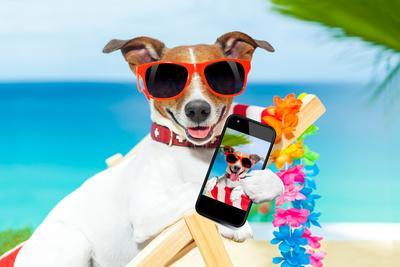 Summer Selfie Dog