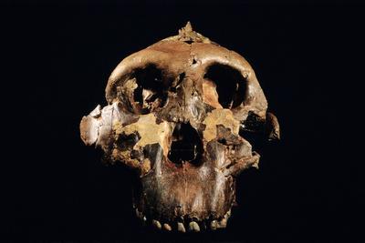 Paranthropus Boisei Skull