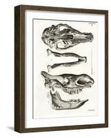 Jaw Bones-null-Framed Giclee Print