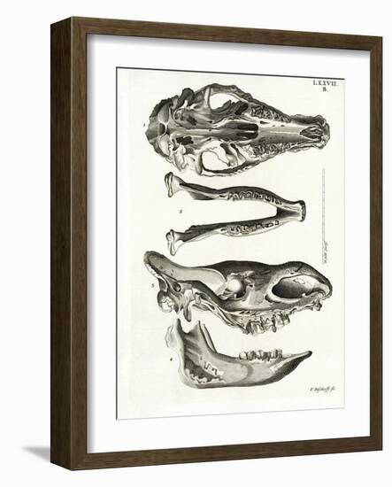 Jaw Bones-null-Framed Giclee Print