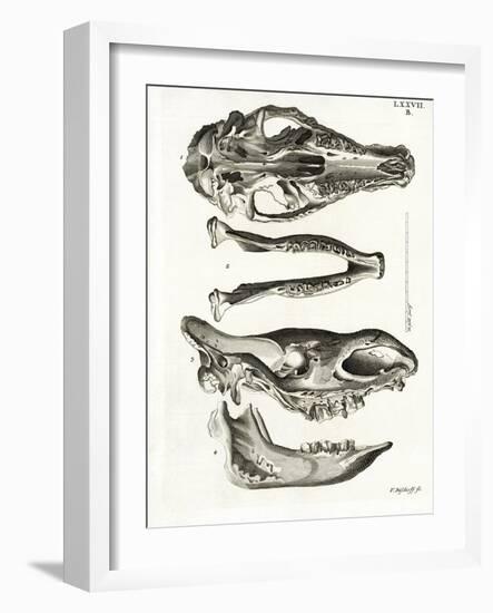 Jaw Bones-null-Framed Giclee Print