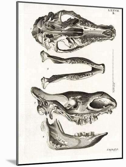 Jaw Bones-null-Mounted Giclee Print