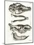 Jaw Bones-null-Mounted Giclee Print