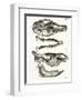 Jaw Bones-null-Framed Giclee Print