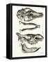 Jaw Bones-null-Framed Stretched Canvas
