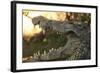 Jaws-Dennis Goodman-Framed Photographic Print