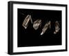 Jaxware-Fabio Panichi-Framed Photographic Print