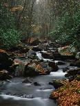 Stream Running Through Forest-Jay Dickman-Stretched Canvas