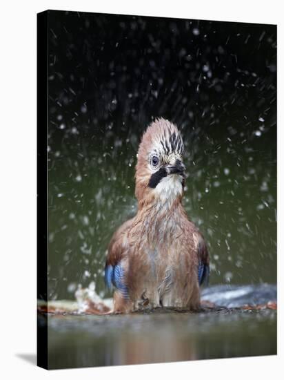 Jay (Garrulus Glandarius) Bathing, Pusztaszer, Hungary, May 2008-Varesvuo-Stretched Canvas