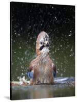 Jay (Garrulus Glandarius) Bathing, Pusztaszer, Hungary, May 2008-Varesvuo-Stretched Canvas