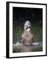 Jay (Garrulus Glandarius) Bathing, Pusztaszer, Hungary, May 2008-Varesvuo-Framed Premium Photographic Print