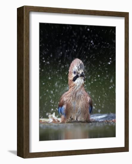 Jay (Garrulus Glandarius) Bathing, Pusztaszer, Hungary, May 2008-Varesvuo-Framed Photographic Print