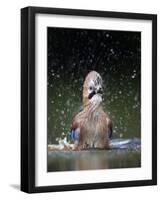 Jay (Garrulus Glandarius) Bathing, Pusztaszer, Hungary, May 2008-Varesvuo-Framed Photographic Print