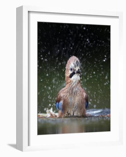 Jay (Garrulus Glandarius) Bathing, Pusztaszer, Hungary, May 2008-Varesvuo-Framed Photographic Print