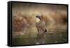 Jay (Garrulus glandarius) bathing, Sweden, Scandinavia, Europe-Janette Hill-Framed Stretched Canvas