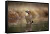 Jay (Garrulus glandarius) bathing, Sweden, Scandinavia, Europe-Janette Hill-Framed Stretched Canvas