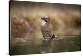 Jay (Garrulus glandarius) bathing, Sweden, Scandinavia, Europe-Janette Hill-Stretched Canvas