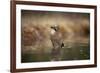 Jay (Garrulus glandarius) bathing, Sweden, Scandinavia, Europe-Janette Hill-Framed Photographic Print