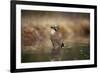 Jay (Garrulus glandarius) bathing, Sweden, Scandinavia, Europe-Janette Hill-Framed Photographic Print