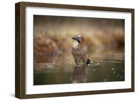 Jay (Garrulus glandarius) bathing, Sweden, Scandinavia, Europe-Janette Hill-Framed Photographic Print