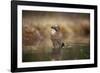 Jay (Garrulus glandarius) bathing, Sweden, Scandinavia, Europe-Janette Hill-Framed Photographic Print