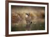 Jay (Garrulus glandarius) bathing, Sweden, Scandinavia, Europe-Janette Hill-Framed Photographic Print