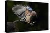 Jay (Garrulus Glandarius) Landing at Water, Pusztaszer, Hungary, May 2008-Varesvuo-Stretched Canvas