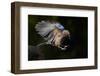 Jay (Garrulus Glandarius) Landing at Water, Pusztaszer, Hungary, May 2008-Varesvuo-Framed Photographic Print