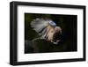 Jay (Garrulus Glandarius) Landing at Water, Pusztaszer, Hungary, May 2008-Varesvuo-Framed Photographic Print