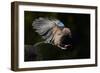 Jay (Garrulus Glandarius) Landing at Water, Pusztaszer, Hungary, May 2008-Varesvuo-Framed Photographic Print