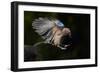 Jay (Garrulus Glandarius) Landing at Water, Pusztaszer, Hungary, May 2008-Varesvuo-Framed Photographic Print