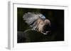 Jay (Garrulus Glandarius) Landing at Water, Pusztaszer, Hungary, May 2008-Varesvuo-Framed Photographic Print