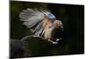 Jay (Garrulus Glandarius) Landing at Water, Pusztaszer, Hungary, May 2008-Varesvuo-Mounted Photographic Print