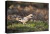 Jay (Garrulus Glandarius). Scotland, UK, February-Mark Hamblin-Stretched Canvas