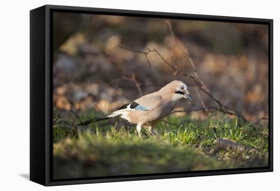 Jay (Garrulus Glandarius). Scotland, UK, February-Mark Hamblin-Framed Stretched Canvas