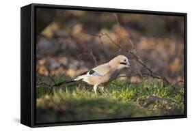 Jay (Garrulus Glandarius). Scotland, UK, February-Mark Hamblin-Framed Stretched Canvas