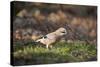 Jay (Garrulus Glandarius). Scotland, UK, February-Mark Hamblin-Stretched Canvas