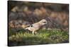 Jay (Garrulus Glandarius). Scotland, UK, February-Mark Hamblin-Stretched Canvas