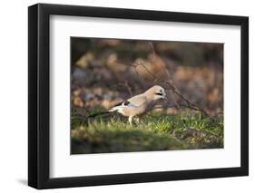 Jay (Garrulus Glandarius). Scotland, UK, February-Mark Hamblin-Framed Premium Photographic Print