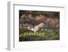 Jay (Garrulus Glandarius). Scotland, UK, February-Mark Hamblin-Framed Premium Photographic Print