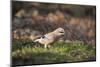 Jay (Garrulus Glandarius). Scotland, UK, February-Mark Hamblin-Mounted Premium Photographic Print