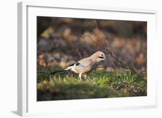 Jay (Garrulus Glandarius). Scotland, UK, February-Mark Hamblin-Framed Photographic Print