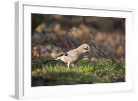 Jay (Garrulus Glandarius). Scotland, UK, February-Mark Hamblin-Framed Photographic Print