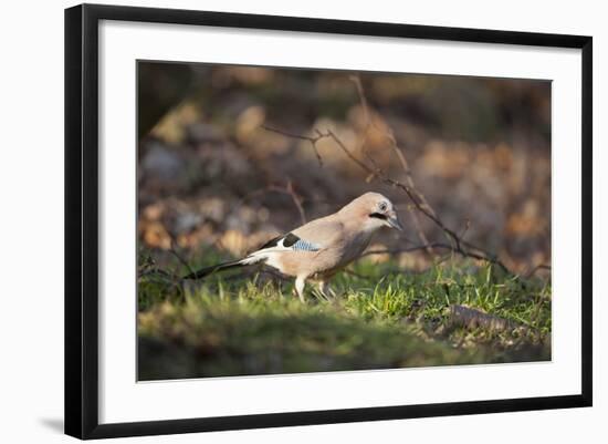 Jay (Garrulus Glandarius). Scotland, UK, February-Mark Hamblin-Framed Photographic Print