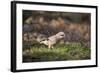 Jay (Garrulus Glandarius). Scotland, UK, February-Mark Hamblin-Framed Photographic Print