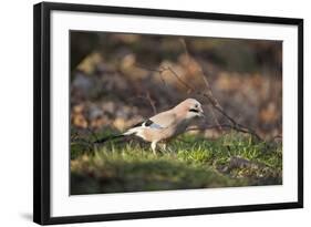 Jay (Garrulus Glandarius). Scotland, UK, February-Mark Hamblin-Framed Photographic Print