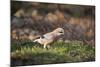 Jay (Garrulus Glandarius). Scotland, UK, February-Mark Hamblin-Mounted Photographic Print