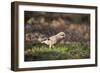 Jay (Garrulus Glandarius). Scotland, UK, February-Mark Hamblin-Framed Photographic Print