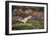 Jay (Garrulus Glandarius). Scotland, UK, February-Mark Hamblin-Framed Photographic Print